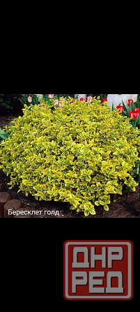 Бересклет голд вечнозелёный Донецк - изображение 1
