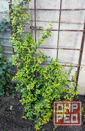 Бересклет голд вечнозелёный Донецк - изображение 2