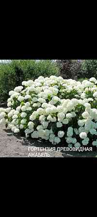 Гортензия Анабэль Донецк