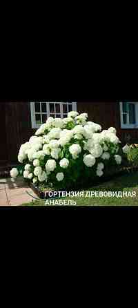Гортензия Анабэль Донецк