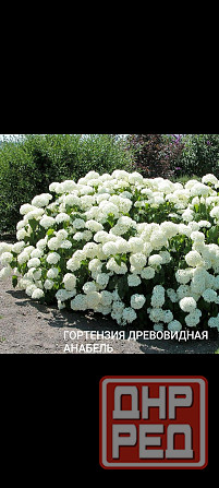Гортензия Анабэль Донецк - изображение 2
