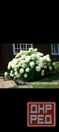 Гортензия Анабэль Донецк - изображение 1