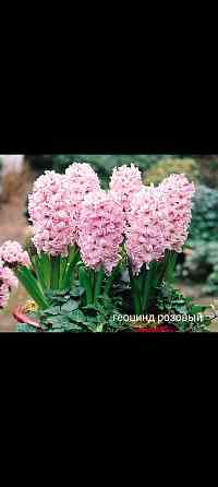 Геоцинд розовый многолетний Донецк