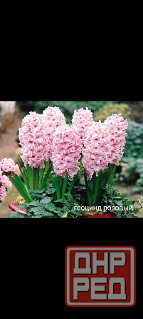 Геоцинд розовый многолетний Донецк - изображение 1