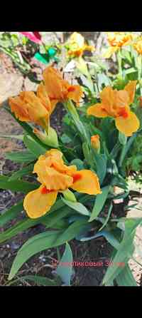 Ирис карликовый Донецк