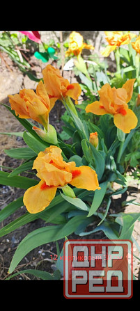 Ирис карликовый Донецк - изображение 1