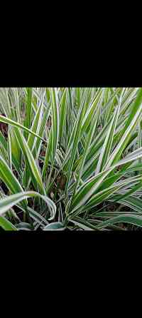 Канареечник кустарник многолетний Донецк