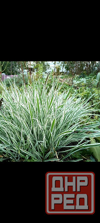 Канареечник кустарник многолетний Донецк - изображение 1