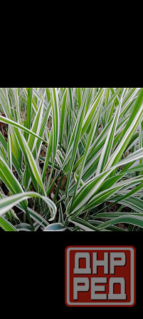 Канареечник кустарник многолетний Донецк - изображение 2