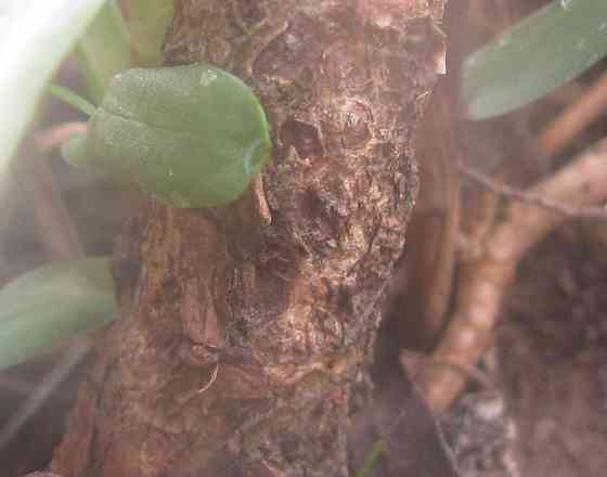 Такой шрифт нельзя иан8арию Донецк