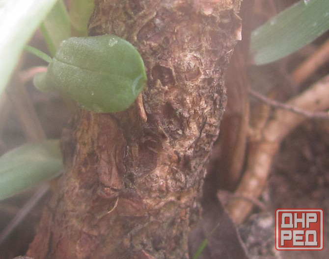 Такой шрифт нельзя иан8арию Донецк - изображение 1