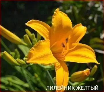 Лилейник желтый,лилии Донецк