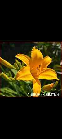 Лилейник желтый Донецк