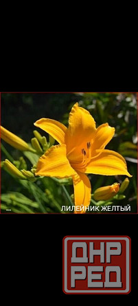 Лилейник желтый Донецк - изображение 1