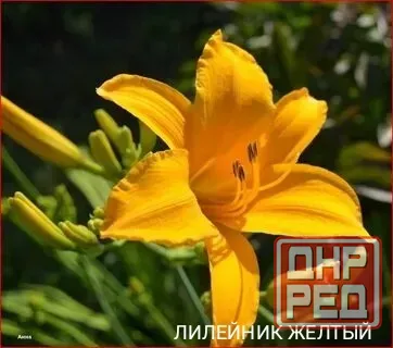 Лилейник желтый,лилии Донецк - изображение 3