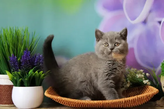 Британска, классика, чистокровный котёнок Макеевка