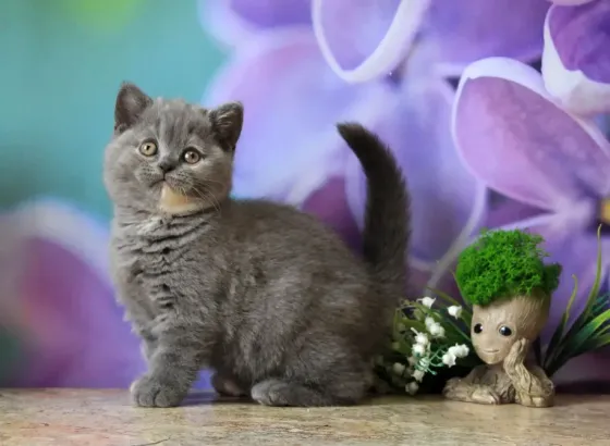 Британска, классика, чистокровный котёнок Макеевка