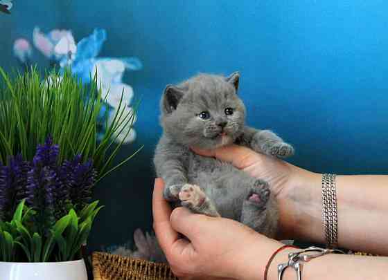 Британска, классика, чистокровный котёнок Макеевка