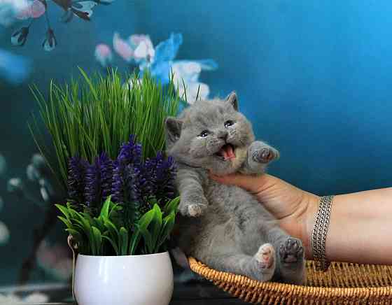 Британска, классика, чистокровный котёнок Макеевка