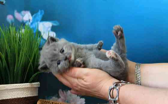 Британска, классика, чистокровный котёнок Макеевка