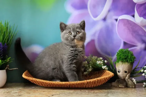 Британска, классика, чистокровный котёнок Макеевка