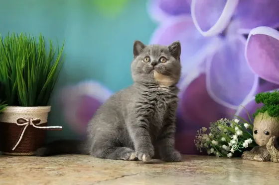 Британска, классика, чистокровный котёнок Макеевка