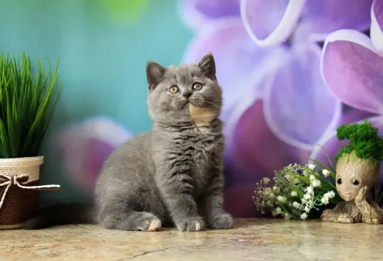 Британска, классика, чистокровный котёнок Макеевка