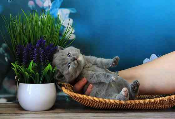 Британска, классика, чистокровный котёнок Макеевка