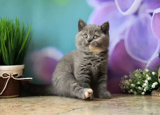 Британска, классика, чистокровный котёнок Макеевка