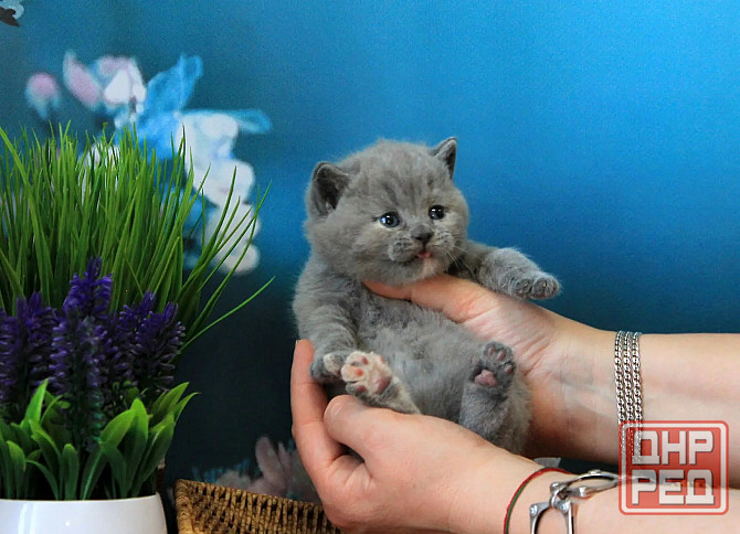 Британска, классика, чистокровный котёнок Макеевка - изображение 2
