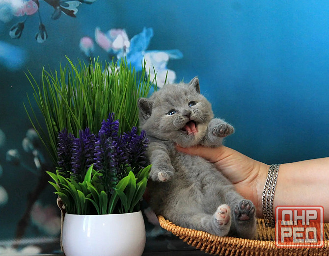 Британска, классика, чистокровный котёнок Макеевка - изображение 3