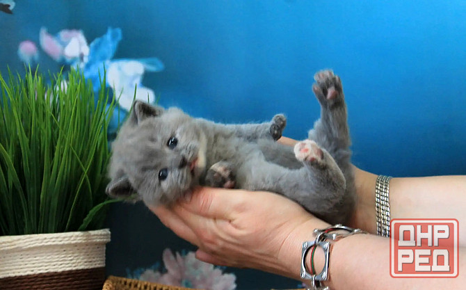 Британска, классика, чистокровный котёнок Макеевка - изображение 4