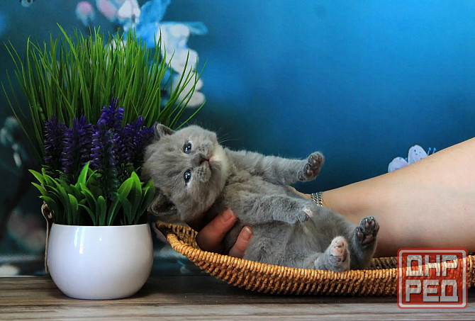 Британска, классика, чистокровный котёнок Макеевка - изображение 1