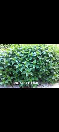 Мята перечная Донецк