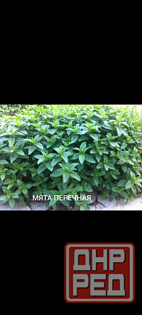Мята перечная Донецк - изображение 1