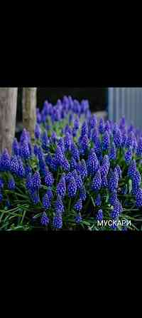 Мускари луковичные многолетник Донецк
