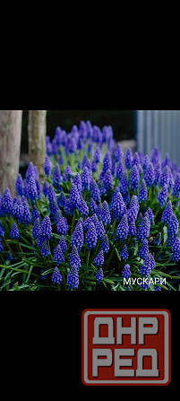 Мускари луковичные многолетник Донецк - изображение 1