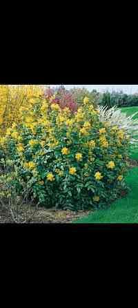 Магония падуболистная вечнозеленая Донецк