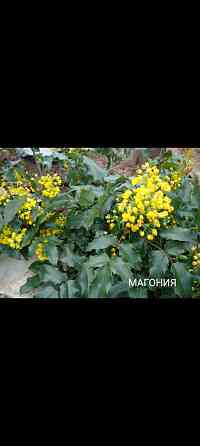 Магония падуболистная вечнозеленая Донецк