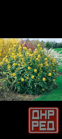 Магония падуболистная вечнозеленая Донецк - изображение 1