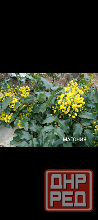 Магония падуболистная вечнозеленая Донецк - изображение 2