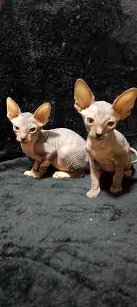 Котята канадского сфинкса Донецк