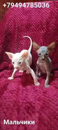 Котята канадского сфинкса Донецк
