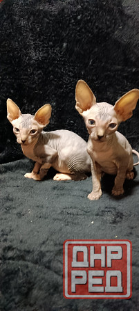 Котята канадского сфинкса Донецк - изображение 1