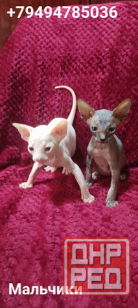 Котята канадского сфинкса Донецк - изображение 2