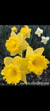 Нацыс королевский Донецк