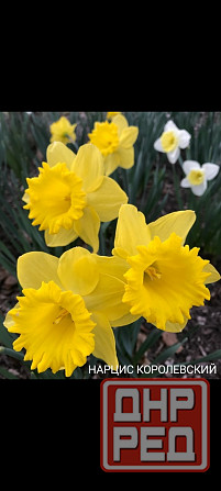 Нацыс королевский Донецк - изображение 1