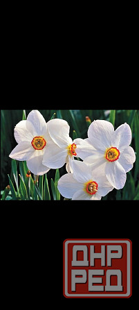 Нарциссы Донецк - изображение 1