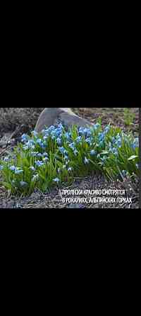 Пролиски Донецк