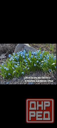 Пролиски Донецк - изображение 1